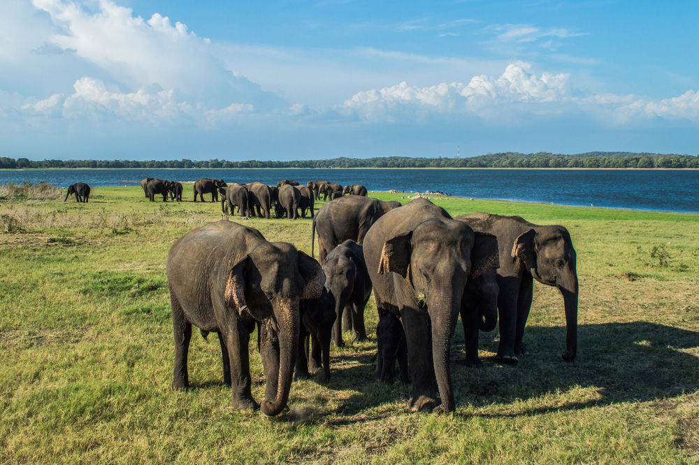 Minneriya National Park